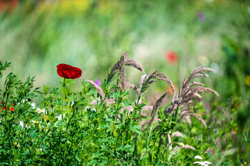poppy in the field