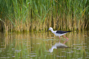 A black winged stilt walking in water on a sunny day