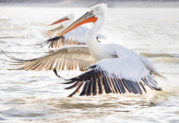 pelicans landing