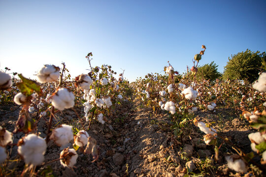 Ripe cotton ready for picking