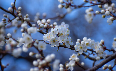 Beautiful plum blossoms in spring evening