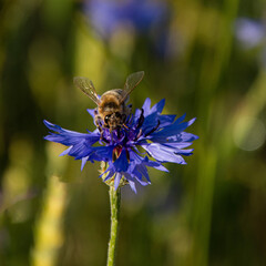 Beautiful plum blossoms in spring evening