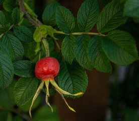 Wild rose's fruit, the natural source of vitamin C