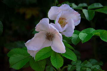 Wild rose bush, beautiful pink blooming flowers 