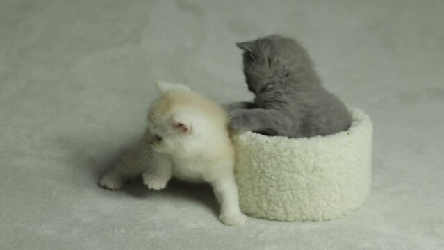 British Shorthair kittens play together