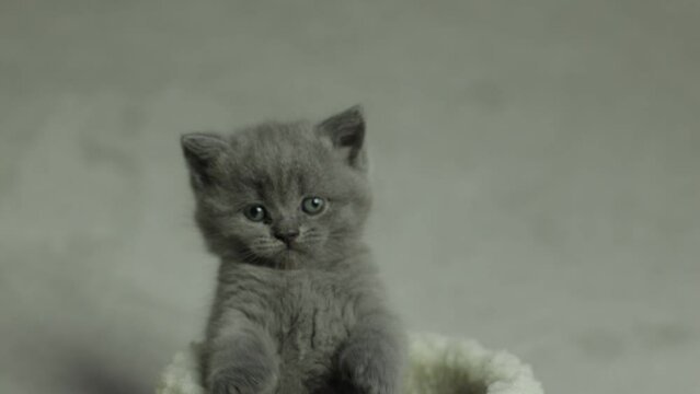 Little British Shorthair kitten playing with a toy
