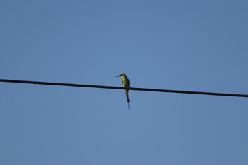 Green bee-eater bird sitting on a electric power line