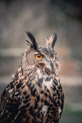 horned owl