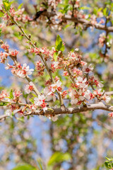spring