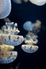 jellyfish in aquarium