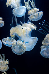 jellyfish in aquarium