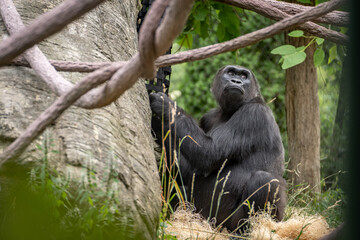 Gorilla 