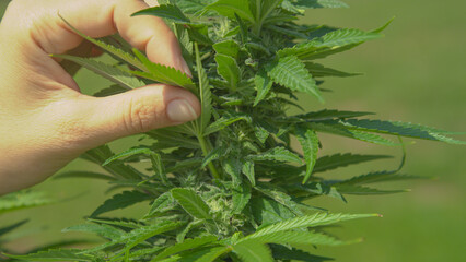 CLOSE UP, DOF: Female gardener plucks a leaf from a homegrown marijuana plant.