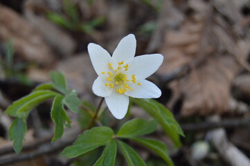 Flowers in forest
