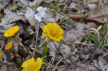 Flowers in forest