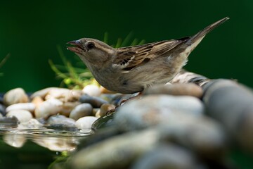 House sparrow, female drinking water from bird water hole. Czechia. 