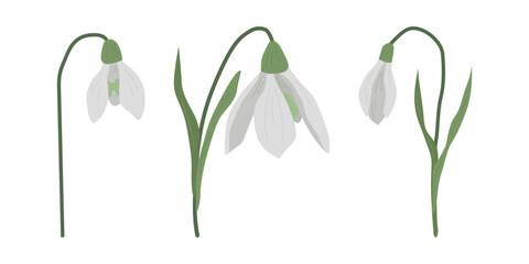 Naklejka na ściany i meble Delicate flowers of snowdrops for your design. First spring flowers. Set of snowdrops. Vector illustration.