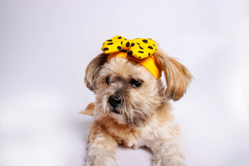 Lhasa Apso - Amazing dog in studio photo session