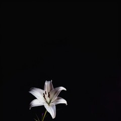 White blossoming flower. Mysterious and magical. Great for fantasy, mystery, crime, romance, drama.