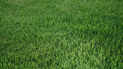 background of green grass in garden