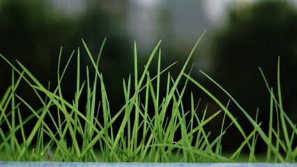 strand of green grass as a background