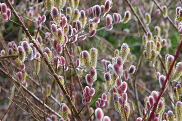 The red catkins of Salix gracilistyla 'Mount AsoÕ. © Alexandra