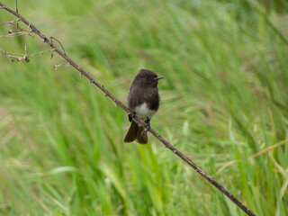 Black Phoebe perched on stick in front of field 