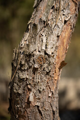 Tree bark close-up, texture background image