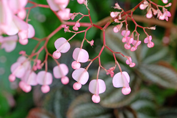Pink Scarlet begonia in flower