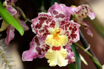 Fototapeta na wymiar Oncidium orchid, Franz Wichmann, in flower.