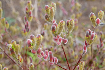 The red catkins of Salix gracilistyla 'Mount AsoÕ.