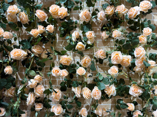 Light pink roses decorate the wall