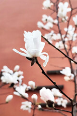 white magnolia flower on wall background