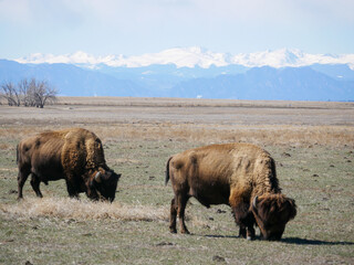 american bison in park in denver colorado