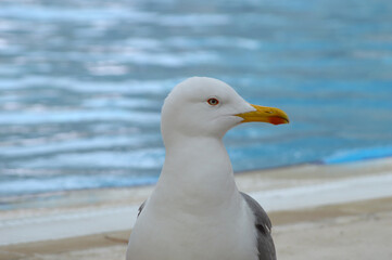 Closeup of a sea gull