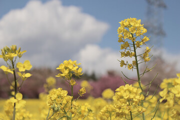 黄色い菜の花