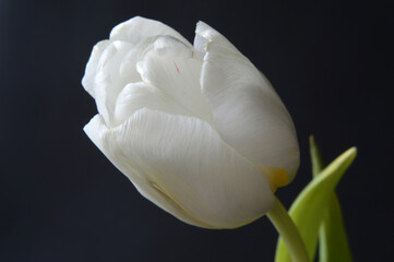 Fototapeta na wymiar Closeup of a white tulip flower