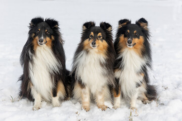 Three black and white with sable tan shetland sheepdog winter portrait in the forest with...