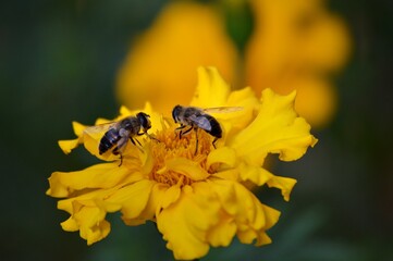 wasps on an orange flower