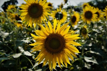 Fototapeta premium Field of sunflowers