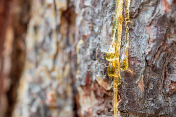 a few drops of resin run down the trunk of the tree. pine resin is on the bark