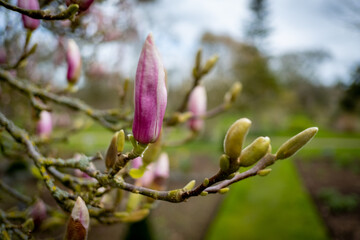 Magnolia bloom
