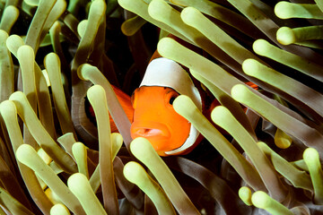 Clown Anemonefish in green anemone - obrazy, fototapety, plakaty