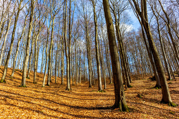 Frühlingsspaziergang durch die wunderschöne Vorderrhön zwischen Bernshausen & Urnshausen -...
