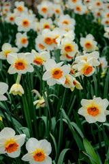 White and yellow daffodil flowers