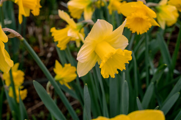 Obraz premium Yellow Daffodil flowers