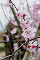 Cherry Blossoms