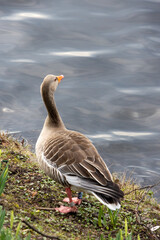 Ente mit dunklem Gefieder an der Alster in Hamburg