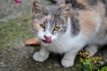 a brown cat licks its nose
