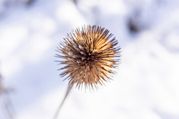 A purple coneflower seedhead with snowflakes on it and a white background.
